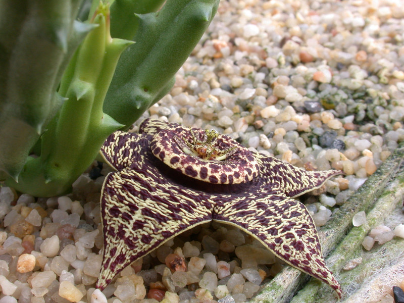 tridentea peculiaris 01