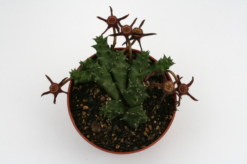 duvalia angustiloba aff 8834