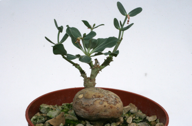euphorbia globulicaulis 2971